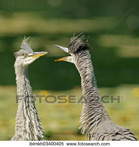 "Two Grey Herons (Ardea cinerea), Gottingen, Gottingen, Lower Saxony, Germany, Europe" View Large Photo Image Stock Photography - "Two Grey Herons (Ardea cinerea), Gottingen, Gottingen, Lower Saxony, Germany, Europe". Fotosearch