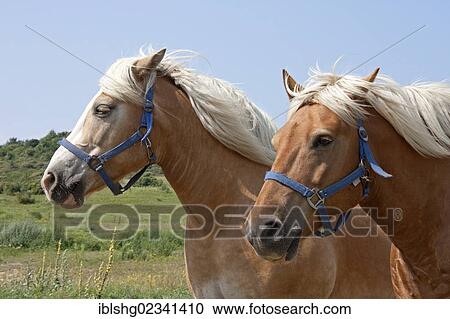 "Two Haflinger horses, parish of Kloster, Hiddensee Island, Mecklenburg-Western Pomerania, Germany, Europe" View Large Photo Image Stock Image - "Two Haflinger horses, parish of Kloster, Hiddensee Island, Mecklenburg-Western Pomerania, Germany, Europe". Fotosearch