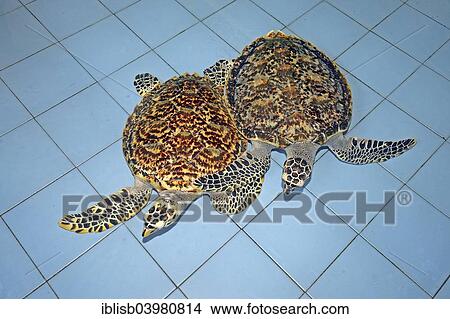 "Two Hawksbill sea turtles (Eretmochelys imbricata), about 2 years, breeding station, Bali, Indonesia, Asia" View Large Photo Image Picture - "Two Hawksbill sea turtles (Eretmochelys imbricata), about 2 years, breeding station, Bali, Indonesia, Asia". Fotosearch