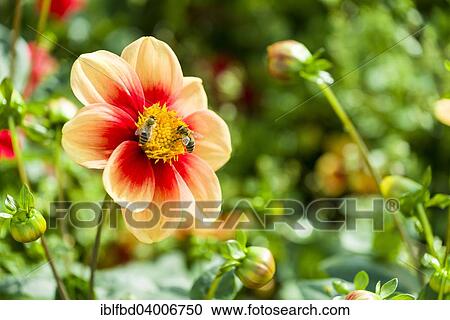 Two Honey Bees (Apis sp. ) are collecting nectar on the blossom of a Dahlia 'Schloss Reinbeck' View Large Photo Image Stock Image - Two Honey Bees (Apis sp. ) are collecting nectar on the blossom of a Dahlia 'Schloss Reinbeck'. Fotosearch