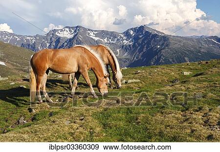"Two horses grazing on Penser Joch or Passo di Pennes, high mountain pass, near Sterzing, South Tyrol province, Trentino-Alto Adige, Italy, Europe" View Large Photo Image Stock Photo - "Two horses grazing on Penser Joch or Passo di Pennes, high mountain pass, near Sterzing, South Tyrol province, Trentino-Alto Adige, Italy, Europe". Fotosearch