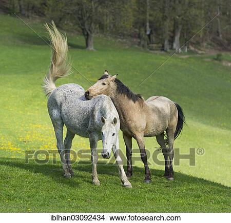 "Two horses in a meadow, Altenmarkt, Triestingtal, Niederosterreich, Austria, Europe" View Large Photo Image Picture - "Two horses in a meadow, Altenmarkt, Triestingtal, Niederosterreich, Austria, Europe". Fotosearch