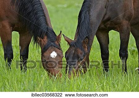 Stock Image - "Two horses on a pasture, Tyrol, Austria, Europe". Fotosearch