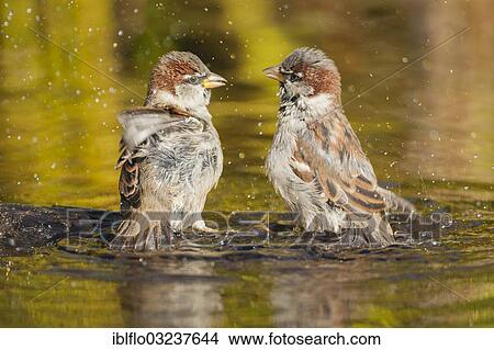 "Two House Sparrows (Passer domesticus), in water, Offheim, Landkreis Limburg-Weilburg, Hessen, Germany, Europe" View Large Photo Image Picture - "Two House Sparrows (Passer domesticus), in water, Offheim, Landkreis Limburg-Weilburg, Hessen, Germany, Europe". Fotosearch