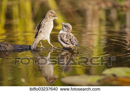 "Two House Sparrows (Passer domesticus), in water, Offheim, Landkreis Limburg-Weilburg, Hessen, Germany, Europe" View Large Photo Image Stock Image - "Two House Sparrows (Passer domesticus), in water, Offheim, Landkreis Limburg-Weilburg, Hessen, Germany, Europe". Fotosearch