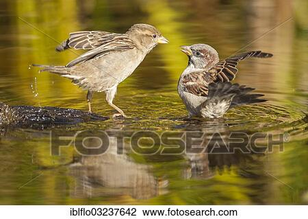 "Two House Sparrows (Passer domesticus), in water, Offheim, Landkreis Limburg-Weilburg, Hessen, Germany, Europe" View Large Photo Image Stock Image - "Two House Sparrows (Passer domesticus), in water, Offheim, Landkreis Limburg-Weilburg, Hessen, Germany, Europe". Fotosearch