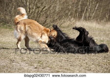 Two Hovawarts playing together View Large Photo Image Stock Image - Two Hovawarts playing together. Fotosearch