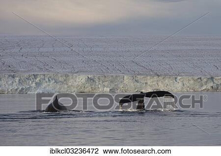 "Two Humpback Whales (Megaptera novaeangliae) in front of Austfonna, Europe's largest glacier, Hinlopenstretet, Spitsbergen Island, Svalbard Archipelago, Svalbard and Jan Mayen, Norway, Europe" View Large Photo Image Stock Image - "Two Humpback Whales (Megaptera novaeangliae) in front of Austfonna, Europe's largest glacier, Hinlopenstretet, Spitsbergen Island, Svalbard Archipelago, Svalbard and Jan Mayen, Norway, Europe". Fotosearch