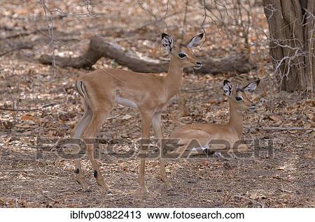 Stock Image - "Two impalas (Aepyceros melampus), young, South Luangwa National Park, Zambia, Africa". Fotosearch