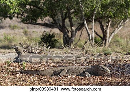"Two Komodo Dragons (Varanus komodoensis), Komodo National Park, Unesco World Heritage Site, Komodo Island, Lesser Sunda Islands, Indonesia, Asia" View Large Photo Image Stock Image - "Two Komodo Dragons (Varanus komodoensis), Komodo National Park, Unesco World Heritage Site, Komodo Island, Lesser Sunda Islands, Indonesia, Asia". Fotosearch