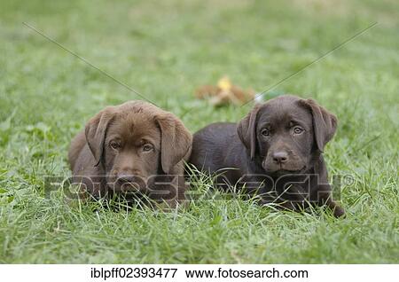 "Two Labrador Retrievers, puppies lying in a meadow next to each other" View Large Photo Image Stock Photo - "Two Labrador Retrievers, puppies lying in a meadow next to each other". Fotosearch