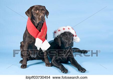 "Two Labrador Retrievers wearing a Christmas scarf and a Santa hat, Germany, Europe" View Large Photo Image Picture - "Two Labrador Retrievers wearing a Christmas scarf and a Santa hat, Germany, Europe". Fotosearch