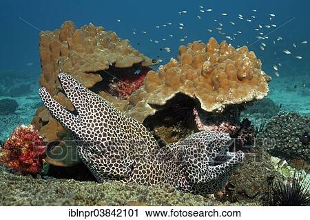 Stock Image - "Two Laced Morays (Gymnothorax favagineus) at a coral reef, Dimaniyat Islands nature reserve, Al Batinah region, Oman, Asia". Fotosearch