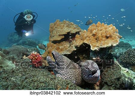 "Two Laced Morays (Gymnothorax favagineus) at a coral reef, a diver at the back, Dimaniyat Islands nature reserve, Al Batinah region, Oman, Asia" View Large Photo Image Stock Image - "Two Laced Morays (Gymnothorax favagineus) at a coral reef, a diver at the back, Dimaniyat Islands nature reserve, Al Batinah region, Oman, Asia". Fotosearch