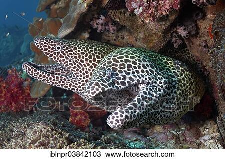 "Two Laced Morays (Gymnothorax favagineus) at a coral reef, Dimaniyat Islands nature reserve, Al Batinah region, Oman, Asia" View Large Photo Image Stock Image - "Two Laced Morays (Gymnothorax favagineus) at a coral reef, Dimaniyat Islands nature reserve, Al Batinah region, Oman, Asia". Fotosearch