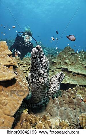 Stock Image - "Two Laced Morays (Gymnothorax favagineus) at a coral reef, a diver at the back, Dimaniyat Islands nature reserve, Al Batinah region, Oman, Asia". Fotosearch