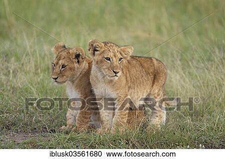 Stock Image - "Two Lion (Panthera leo) cubs, Massai Mara, Serengeti, Rift Valley province, Kenya, Africa". Fotosearch