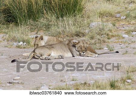 "Two lionesses (panthera leo) sleeping, Purros, Kaokoland, Kunene, Namibia, Africa" View Large Photo Image Stock Image - "Two lionesses (panthera leo) sleeping, Purros, Kaokoland, Kunene, Namibia, Africa". Fotosearch