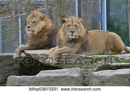 "Two Lions (Panthera leo), males, captive, Hellabrunn Zoo, Munich, Bavaria, Germany, Europe" View Large Photo Image Stock Image - "Two Lions (Panthera leo), males, captive, Hellabrunn Zoo, Munich, Bavaria, Germany, Europe". Fotosearch