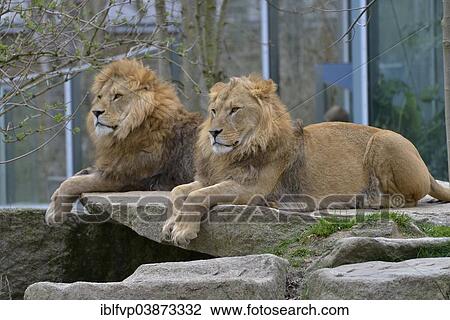 "Two Lions (Panthera leo), males, captive, Hellabrunn Zoo, Munich, Bavaria, Germany, Europe" View Large Photo Image Stock Image - "Two Lions (Panthera leo), males, captive, Hellabrunn Zoo, Munich, Bavaria, Germany, Europe". Fotosearch