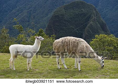 "Two Llamas (Lama glama) grazing, Machu Picchu, Urubamba Valley, near Cusco, Andes, Peru, South America" View Large Photo Image Stock Image - "Two Llamas (Lama glama) grazing, Machu Picchu, Urubamba Valley, near Cusco, Andes, Peru, South America". Fotosearch