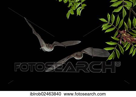 "Two Long-fingered Bats (Myotis capaccinii) in flight, Bulgaria, Europe" View Large Photo Image Stock Image - "Two Long-fingered Bats (Myotis capaccinii) in flight, Bulgaria, Europe". Fotosearch