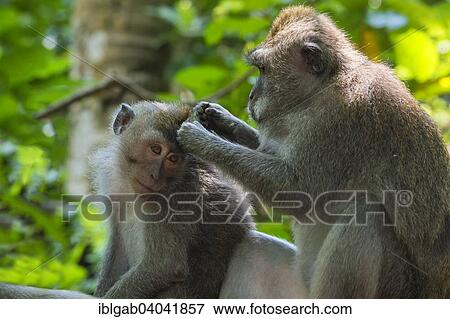 "Two Long-Tailed Macaques or Crab-eating Macaques (Macaca fascicularis) grooming each other, Sacred Monkey Forest Ubud, Bali, Indonesia, Asia" View Large Photo Image Stock Photo - "Two Long-Tailed Macaques or Crab-eating Macaques (Macaca fascicularis) grooming each other, Sacred Monkey Forest Ubud, Bali, Indonesia, Asia". Fotosearch
