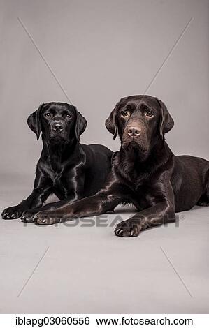 Stock Photograph - Two lying Labrador Retriever. Fotosearch