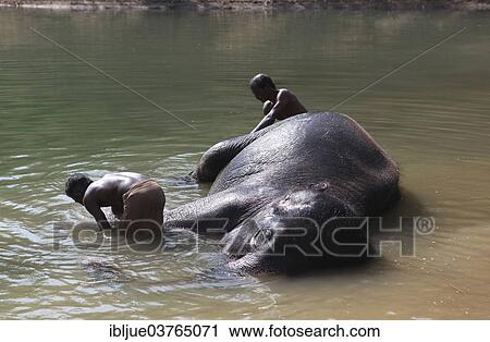"Two mahouts cleaning an Asian Elephant (Elephas maximus) lying in the water, Kappukadu Elephant Rehabilitation Centre, Kottur, Kerala, India, Asia" View Large Photo Image Stock Image - "Two mahouts cleaning an Asian Elephant (Elephas maximus) lying in the water, Kappukadu Elephant Rehabilitation Centre, Kottur, Kerala, India, Asia". Fotosearch