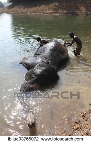 "Two mahouts cleaning an Asian Elephant (Elephas maximus) lying in the water, Kappukadu Elephant Rehabilitation Centre, Kottur, Kerala, India, Asia" View Large Photo Image Stock Image - "Two mahouts cleaning an Asian Elephant (Elephas maximus) lying in the water, Kappukadu Elephant Rehabilitation Centre, Kottur, Kerala, India, Asia". Fotosearch