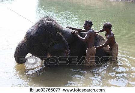 Stock Photo - "Two mahouts cleaning an Asian Elephant (Elephas maximus), Kappukadu Elephant Rehabilitation Centre, Kottur, Kerala, India, Asia". Fotosearch