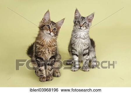 Two Maine Coon kittens View Large Photo Image Stock Photograph - Two Maine Coon kittens. Fotosearch