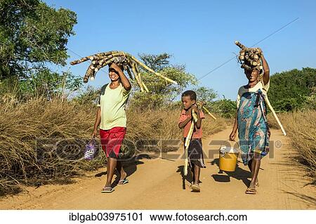 "Two Malagasy women and a boy walking on the road and carrying sugar cane on their heads, Bekopaka, Majunga province, Madagascar, Africa" View Large Photo Image Stock Image - "Two Malagasy women and a boy walking on the road and carrying sugar cane on their heads, Bekopaka, Majunga province, Madagascar, Africa". Fotosearch