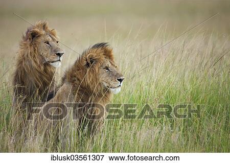 "Two male Lions (Panthera leo) in the long grass, Massai Mara, Serengeti, Rift Valley province, Kenya, Africa" View Large Photo Image Stock Photo - "Two male Lions (Panthera leo) in the long grass, Massai Mara, Serengeti, Rift Valley province, Kenya, Africa". Fotosearch