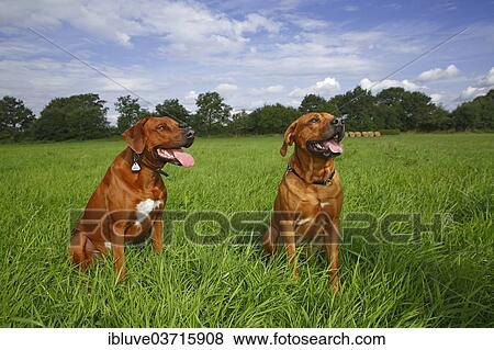 "Two male Rhodesian Ridgeback dogs sitting on a meadow, Germany, Europe" View Large Photo Image Stock Photo - "Two male Rhodesian Ridgeback dogs sitting on a meadow, Germany, Europe". Fotosearch