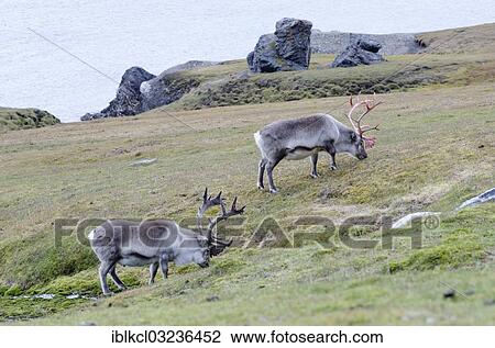 "Two male Svalbard Reindeer (Rangifer tarandus platyrhynchus) in different stages of velvet, Alkhornet, Trygghamna, Isfjorden, Spitsbergen Island, Svalbard Archipelago, Svalbard and Jan Mayen, Norway, Europe" View Large Photo Image Stock Image - "Two male Svalbard Reindeer (Rangifer tarandus platyrhynchus) in different stages of velvet, Alkhornet, Trygghamna, Isfjorden, Spitsbergen Island, Svalbard Archipelago, Svalbard and Jan Mayen, Norway, Europe". Fotosearch