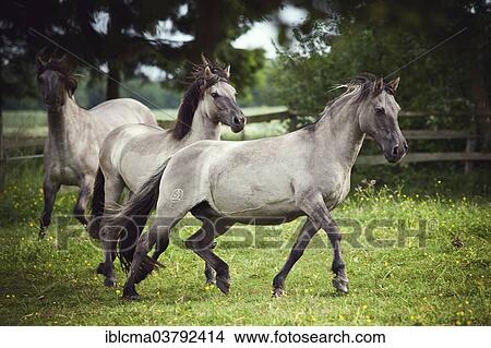 "Two mares, Konik or Polish wild horses" View Large Photo Image Picture - "Two mares, Konik or Polish wild horses". Fotosearch