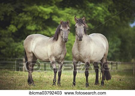 "Two mares, Konik or Polish wild horses" View Large Photo Image Stock Image - "Two mares, Konik or Polish wild horses". Fotosearch