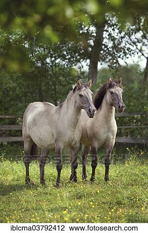 Stock Image - "Two mares, Konik or Polish wild horses". Fotosearch