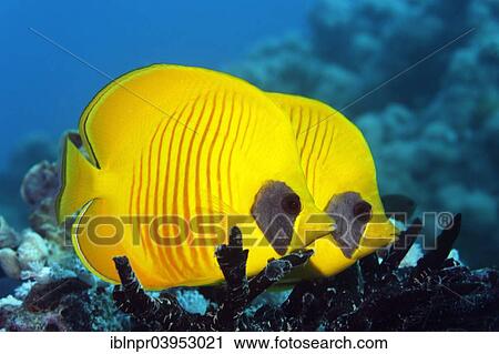 "Two Masked Butterflyfish (Chaetodon semilarvatus), Makadi Bay, Red Sea, Hurghada, Egypt, Africa" View Large Photo Image Stock Image - "Two Masked Butterflyfish (Chaetodon semilarvatus), Makadi Bay, Red Sea, Hurghada, Egypt, Africa". Fotosearch