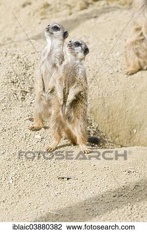 Stock Image - "Two Meerkats (Suricata suricatta), Linz Zoo, Linz, Upper Austria, Austria, Europe". Fotosearch