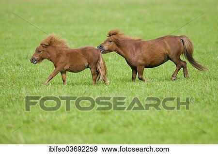 "Two minature shetland ponies on a pasture, Bavaria, Germany, Europe" View Large Photo Image Stock Photo - "Two minature shetland ponies on a pasture, Bavaria, Germany, Europe". Fotosearch