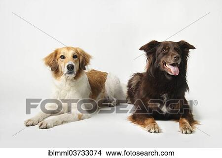 "Two mixed-breed dogs, Germany, Europe" View Large Photo Image Picture - "Two mixed-breed dogs, Germany, Europe". Fotosearch