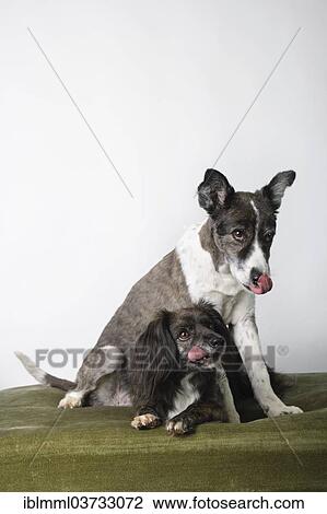 Stock Image - "Two mixed-breed dogs, Germany, Europe". Fotosearch