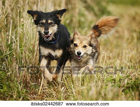 Stock Photo - Two mixed-breed dogs running over a stubble field. Fotosearch