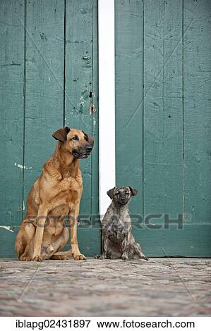 Two mixed-breed dogs sitting in front of a gate View Large Photo Image Stock Photo - Two mixed-breed dogs sitting in front of a gate. Fotosearch