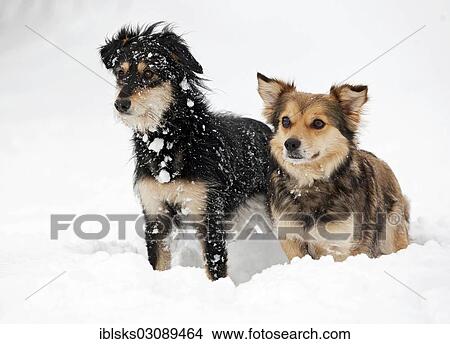 "Two mongrel dogs standing next to each other in the snow, alert, Crailsheim, Hohenlohe, Baden-Wurttemberg, Germany, Europe" View Large Photo Image Picture - "Two mongrel dogs standing next to each other in the snow, alert, Crailsheim, Hohenlohe, Baden-Wurttemberg, Germany, Europe". Fotosearch