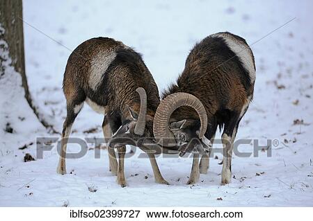 "Two Mouflons (Ovis ammon musimon) fighting, state game reserve, Lower Saxony, Germany, Europe" View Large Photo Image Stock Photo - "Two Mouflons (Ovis ammon musimon) fighting, state game reserve, Lower Saxony, Germany, Europe". Fotosearch