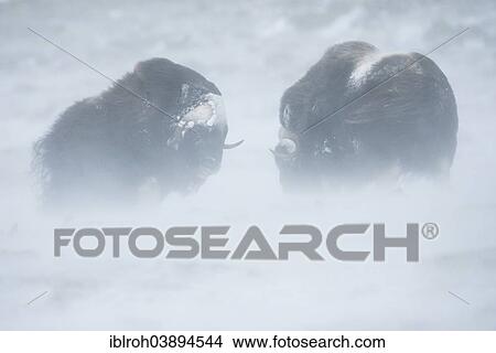 "Two Musk Oxen or Muskoxen (Ovibos moschatus), fighting during a snow storm, Dovrefjell–Sunndalsfjella National Park, Norway, Europe" View Large Photo Image Picture - "Two Musk Oxen or Muskoxen (Ovibos moschatus), fighting during a snow storm, Dovrefjell–Sunndalsfjella National Park, Norway, Europe". Fotosearch