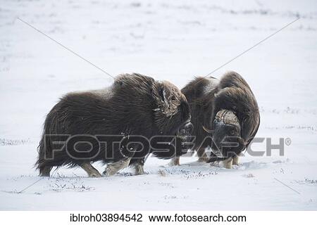 "Two Musk Oxen or Muskoxen (Ovibos moschatus), Dovrefjell–Sunndalsfjella National Park, Norway, Europe" View Large Photo Image Stock Image - "Two Musk Oxen or Muskoxen (Ovibos moschatus), Dovrefjell–Sunndalsfjella National Park, Norway, Europe". Fotosearch